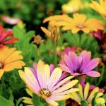 Image courtesy King County WSU Master Gardeners
With dry days ahead, locals on the Olympic Peninsula should be active to keep their gardens healthy and thriving.