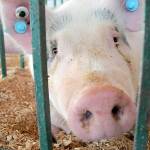 Bam Bam, a Hampshire cross pig, looks out from his enclosure in the swine barn on Thursday at the Clallam County Fair. (Keith Thorpe/Peninsula Daily News)