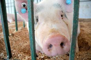 Bam Bam, a Hampshire cross pig, looks out from his enclosure in the swine barn on Thursday at the Clallam County Fair. (Keith Thorpe/Peninsula Daily News)