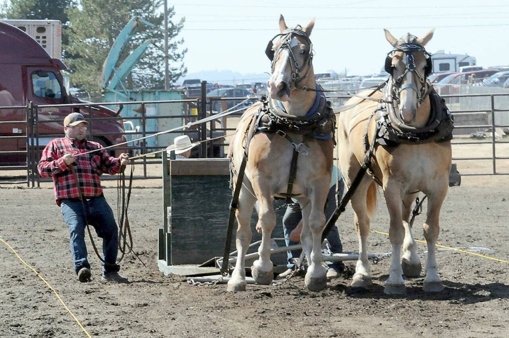 File photo by Keith Thorpe/Olympic Peninsula News Group / Jeff Lee of Vancouver, Washington, controls a pair of draft horses during a power pulling demonstration on Friday in the grandstand arena at the Clallam County Fair in 2023.