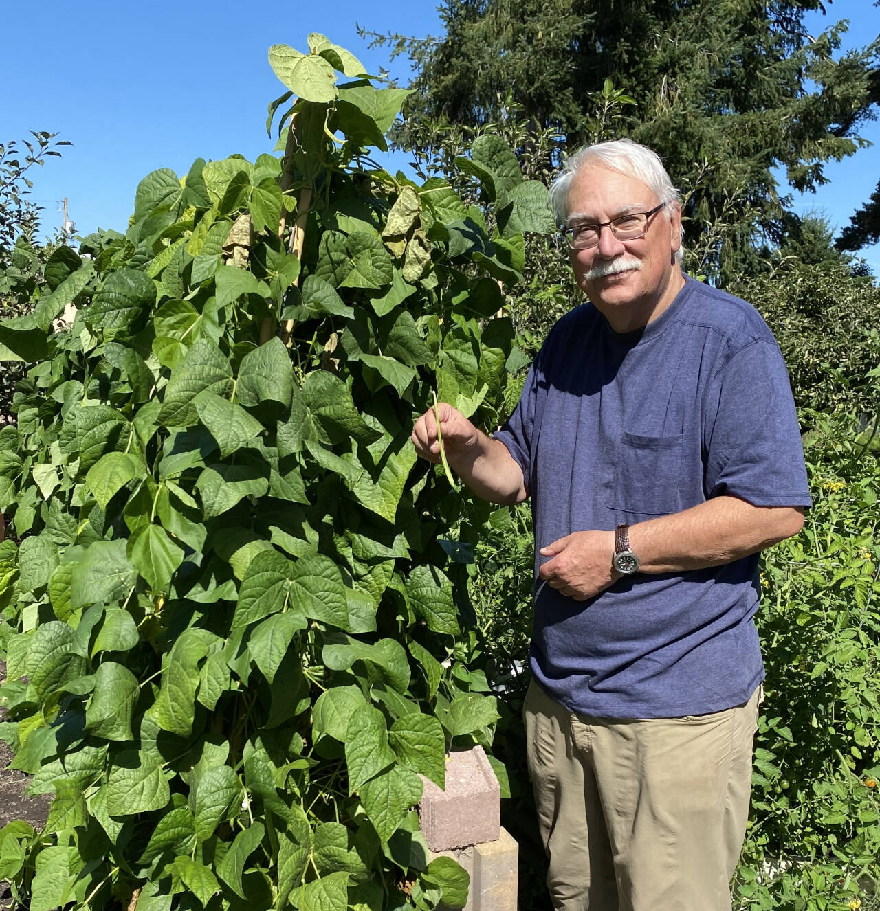 Photo by Dave Eberle 
Vertical gardens provide excellent solutions for tight spots, help conserve water and can make use of under-utilized spaces such as fences and walls, local gardening experts say. 
Master Gardener Bob Cain presents Vertical Gardening: Grow More in Less Space! on Aug. 22 in Port Angeles and Aug. 24 in Sequim.