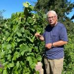 Photo by Dave Eberle 
Vertical gardens provide excellent solutions for tight spots, help conserve water and can make use of under-utilized spaces such as fences and walls, local gardening experts say. 
Master Gardener Bob Cain presents Vertical Gardening: Grow More in Less Space! on Aug. 22 in Port Angeles and Aug. 24 in Sequim.