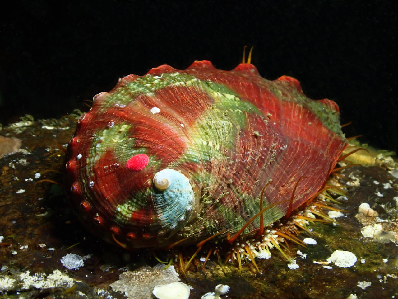 Photo courtesy of Washington Department of Fish and Wildlife
The Clallam County Marine Resource Committee looks to study and potentially increase the population of the pinto abalone  Washington states only known indigenous abalone.