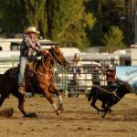 Sequim Gazette photo by Michael Dashiell / Chad Finley of Mount Vernon nabs his calf in the tie down roping competition at the Clallam County Fair Rodeo on Aug. 16.