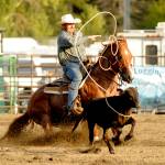 Sequim Gazette photo by Michael Dashiell / Luke Neathery of Powell Butte, Oregon, ropes his calf in the tie down roping competition at the Clallam County Fair Rodeo on Aug. 16.