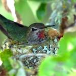 Photo by Dow Lambert / Learn more about Annas hummingbirds (pictured here, a female on her nest) and more at the Backyard Birding series event at the Dungeness River Nature Center on Sept. 7.