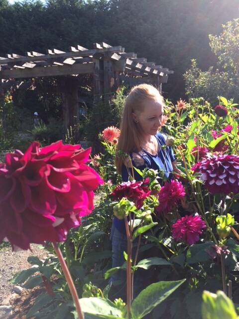 Photo by Cathy Wagner
A visitor enjoys the dahlias at the Master Gardeners Woodcock Demonstration Garden in Sequim. Explore the garden on Sept. 12 during a free walk-about event.