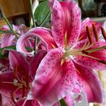 Photo by Jeanette Stehr-Green
To extend the life of a lily blossom, remove the anthers (the reddish-brown structures at the ends of the stamens in this photo) as soon as they emerge.