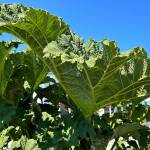 Sequim Gazette photo by Matthew Nash
Susie and Larry Ormbrek offer leaves from the gunnera plant to those interested in concrete plant projects off Seventh Avenue.