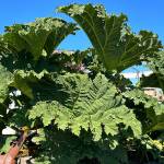 Sequim Gazette photo by Matthew Nash/ Susie and Larry Ormbreks gunnera nicknamed Big Boy has grown significantly in recent years since starting in a one-gallon pot.