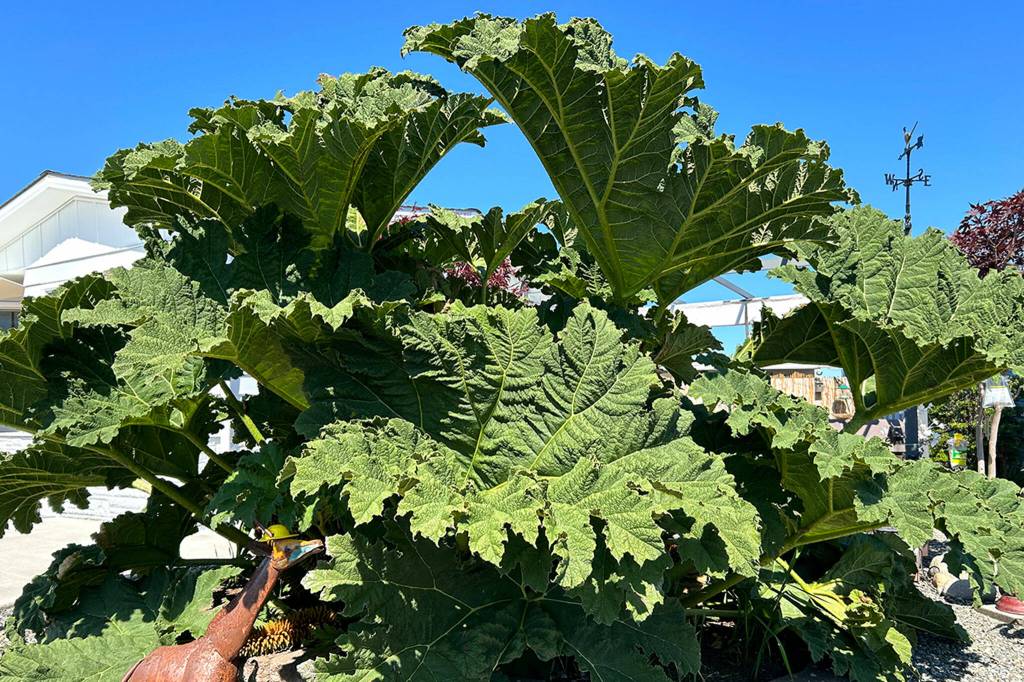Sequim Gazette photo by Matthew Nash/ Susie and Larry Ormbreks gunnera nicknamed Big Boy has grown significantly in recent years since starting in a one-gallon pot.