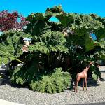 Sequim Gazette photo by Matthew Nash
Susie and Larry Ormbrek offer leaves from the gunnera plant to those interested in concrete plant projects off Seventh Avenue.