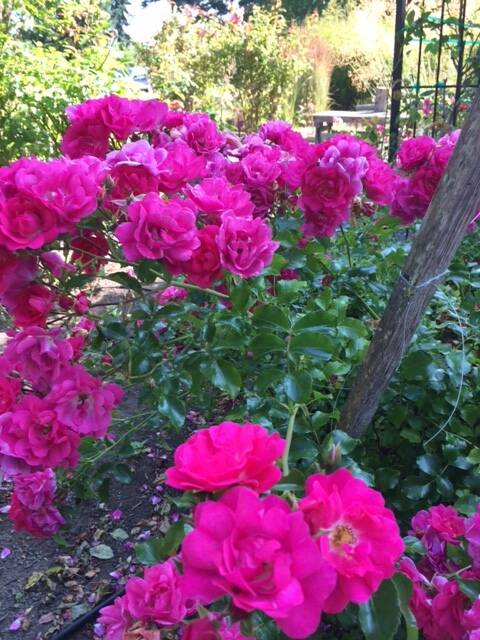 Photo by Cathy Wagner
The Woodcock Demonstration Gardens final walkabout of the season is slated for 10 a.m. on Thursday, Oct. 3.