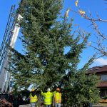 Sequim Gazette file photo by Matthew Nash
City officials and community leaders seek another donated Christmas tree for downtown Sequim during the holidays at Centennial Place on the northeast corner of Sequim Avenue and Washington Street.