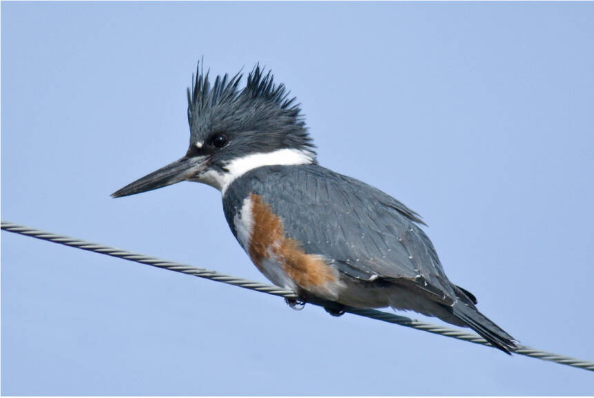 Photo by Dow Lambert
Learn about The Galbatross Project at the next Olympic Peninsula Audubon Society meeting on Sept. 18. Pictured is a female belted kingfisher.