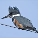 Photo by Dow Lambert
Learn about The Galbatross Project at the next Olympic Peninsula Audubon Society meeting on Sept. 18. Pictured is a female belted kingfisher.