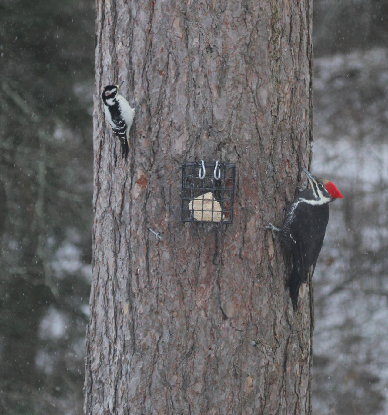 Photo by Katja Bridwell / Find out how you can make a garden more bird-friendly for wintering birds  such as the hairy woodpecker (left) and pileated woodpecker  from environmental scientist Katja Bridwell at the next Green Thumb Education Series presentation set for Sept. 26.