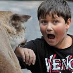 Sequim Gazette file photos by Matthew Nash
Kayden Connely meets a friendly cougar at U.S. Fish and Wildlifes booth during the Dungeness River Festival in 2023.