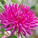 Photo by Leslie A. Wright
Check out the Beep Beep dahlia and more at the Sequim Botanical Terrace Garden, which hosts a Work to Learn party on Sept. 28.