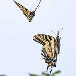 Sequim Gazette photo by Emily Matthiessen
Emily Matthiessens photo of these of Western Tiger Swallowtails earned the photographer a first place in the Portrait Photo division of the Washington Newspaper Publishers Associations 2024 Better Newspaper Contest.