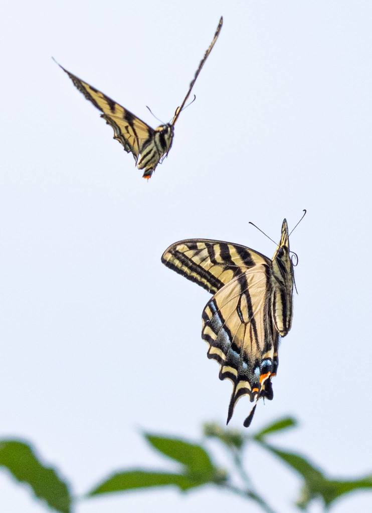 Sequim Gazette photo by Emily Matthiessen
Emily Matthiessens photo of these of Western Tiger Swallowtails earned the photographer a first place in the Portrait Photo division of the Washington Newspaper Publishers Associations 2024 Better Newspaper Contest.