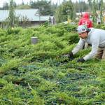 Photo by Dave Logan/for Olympic Peninsula News Group
Juan Reyes of Patrick Walker, Inc. gets a head start on installing the holiday lights that will delight those driving along U.S. Highway 101 through the Blyn area this season. The crew from Patrick Walker, Inc. of Port Orchard, a landscape contractor, installs the lights on trees and bushes at the Jamestown Blyn Campus, Longhouse Market, 7 Cedars Casino and hotel, Jamestown Medical Center and The Cedars at Dungeness Golf Course. The task will take more than a month to complete.