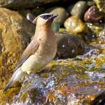 Photo by Jim Gift / A Cedar Waxwing enjoys a spot in a landscape water feature.