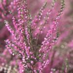 Image courtesy of Oregon State University 
Consider adding heather to your garden for year-round color. Pictured is calluna vulgaris, or Scotch Heather.