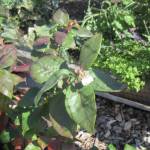 Photo by Audreen Williams/Clallam County Master Gardener
Northern highbush blueberry (variety Spartan) shows unusual blooming in late summer.