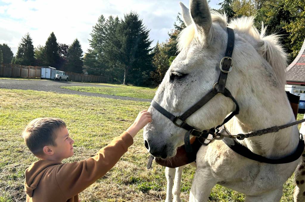 Sequim Gazette photo by Matthew Nash/ Rylee Robinson, a Helen Haller Elementary third grader, pets Lester the mule during the Dungeness River Festival. Robinson and other Sequim students and community members learned about how to act when they see a horse on a trail, and about the efforts of the Back Country Horsemen to help local trails.