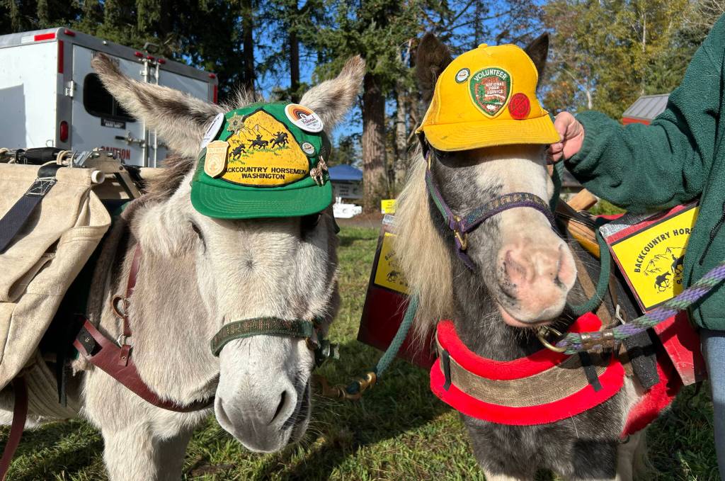 Sequim Gazette photo by Matthew Nash/ Murphy the donkey and Harley the miniature horse stand together to greet visitors of the Dungeness River Festival on Sept. 27 for the Back Country Horsemen.