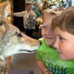 Third-graders Michael Rains and John Gigstead from Helen Haller Elementary look closely at a coyote to see whether or not the taxidermied animal is real inside the Dungeness River Nature Center. They were two of hundreds of students to attend the Dungeness River Festival.