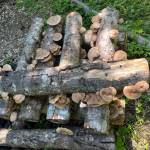 Photo courtesy of Sequim Prairie Garden Club / Learn all about growing your own mushrooms from local Master Gardener Bob Blackett at the next Sequim Prairie Garden Club, set for Monday, Oct. 7.