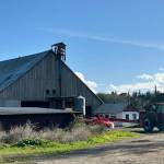 Sequim Gazette photo by Matthew Nash
Delta Farm was preserved as farmland in 1999 and its long-time tenant Nash Huber faces eviction after allegedly not complying with local, state and federal complaints and/or violations about his farming operations.