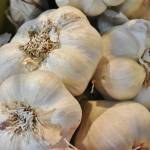 Photo courtesy of the University of Maryland Extension
Fall is an ideal time to plant garlic on the North Olympic Peninsula.