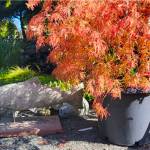 New Dungeness Nursery in Sequim is celebrating with their annual fall sale, including 20 percent off everything in stock through Oct. 20, including houseplants! Courtesy New Dungeness Nursery