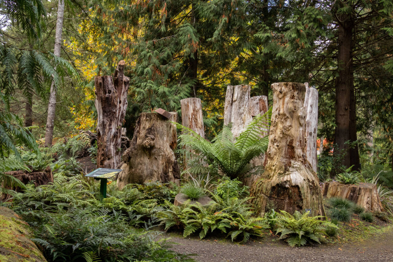 Photo by Tom Twigg 
Join Heronswood director Dr. Ross Bayton for the Green Thumb Education Series presentation, Shade and Stumps: Gardening with Ferns at Heronswood, from noon-1 p.m. on Oct. 24 at St. Andrews Episcopal Church, 510 E. Park Ave., Port Angeles.