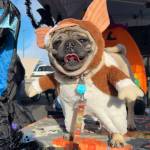 Ramsey the dog dresses as Gizmo the gremlin for the Olympic Peninsula Rat Racers Trunk-or-Treat on Oct. 26 at the Sequim Village Shopping Center. His owner said he was really excited to see people.