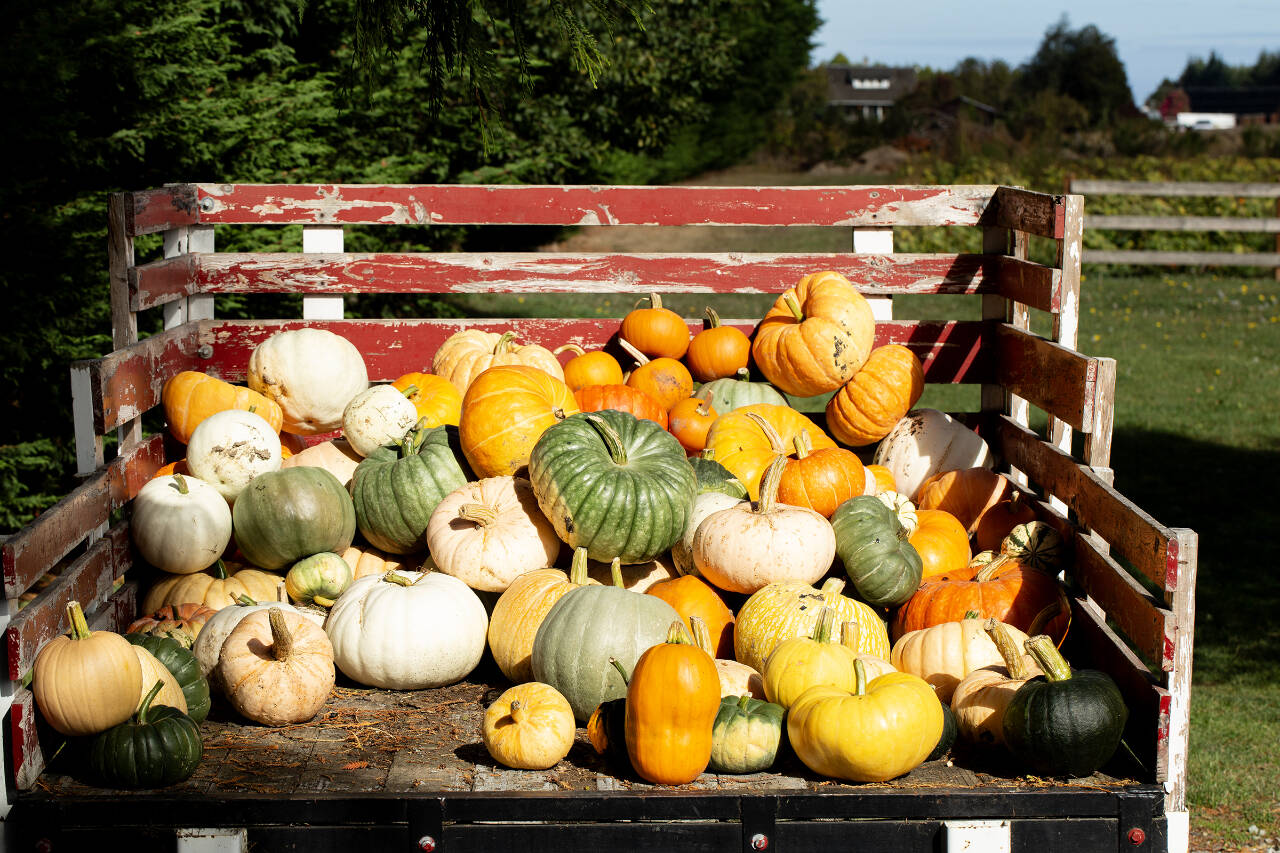 Photo by Robb Drake
Now is a good time for North Olympic Peninsula residents to figure out how best to put their gardens to bed.