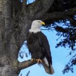 Contributor Teresa Herrera snaps a shot of an eagle by Lotzegesell Road on Nov. 12.