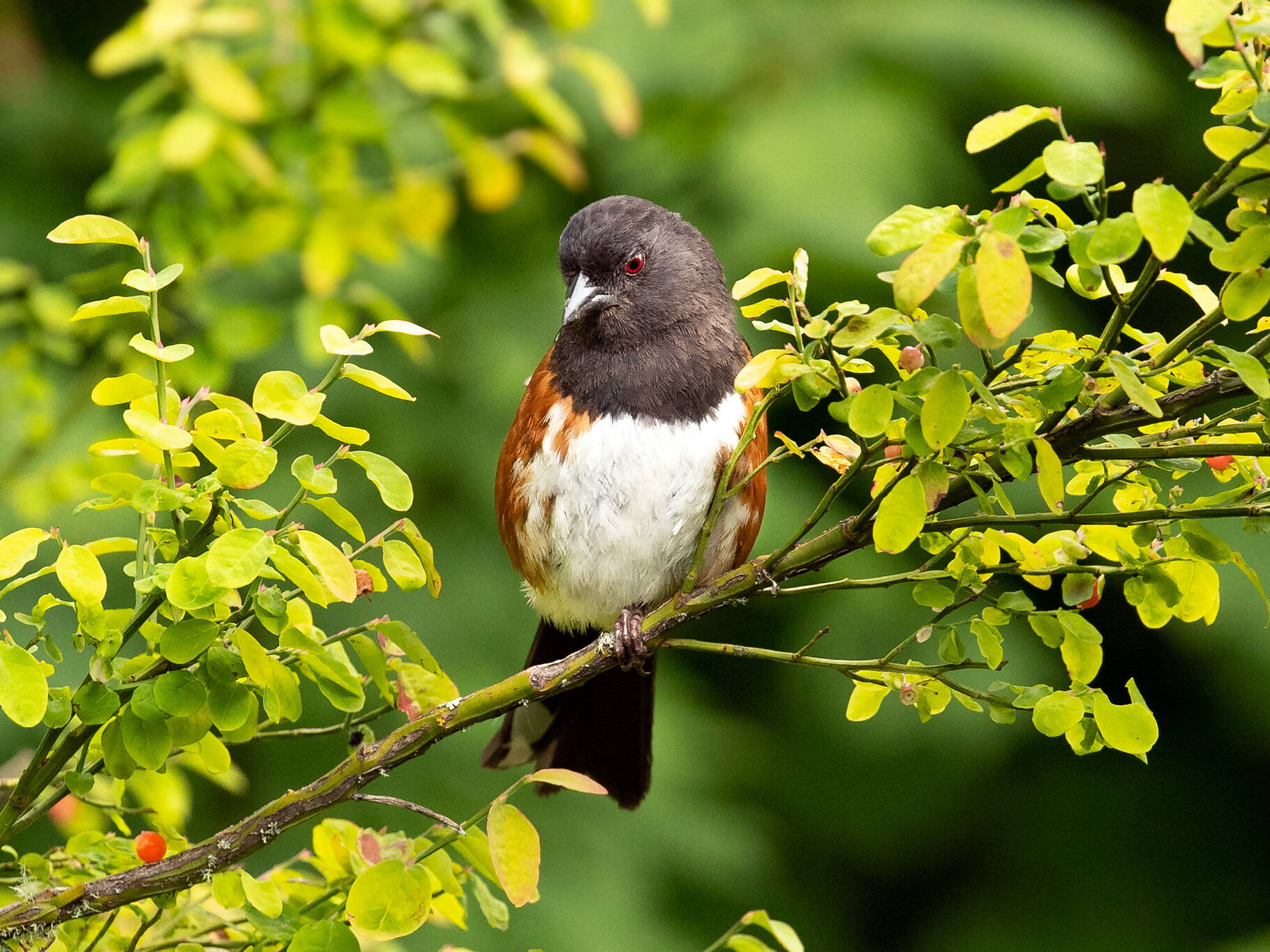 Photo by Mick Thompson
Learn about local birds, like the spotted towhee, at the Olympic Peninsula Audubon Societys presentation Identifying Your Backyard Birds in Winter from 10 a.m.-noon, Saturday, Dec. 7, in the Dungeness River Nature Center.
