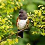 Photo by Mick Thompson
Learn about local birds, like the spotted towhee, at the Olympic Peninsula Audubon Societys presentation Identifying Your Backyard Birds in Winter from 10 a.m.-noon, Saturday, Dec. 7, in the Dungeness River Nature Center.