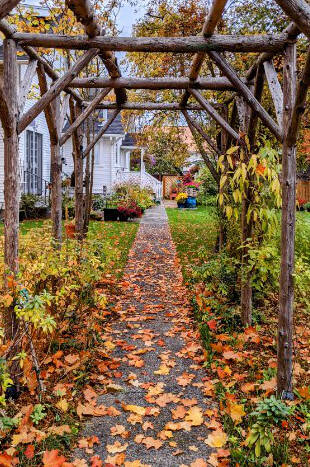Photo courtesy Sue Bianchi
Nearby maple trees make Sequim Heritage House a must-see year-round.