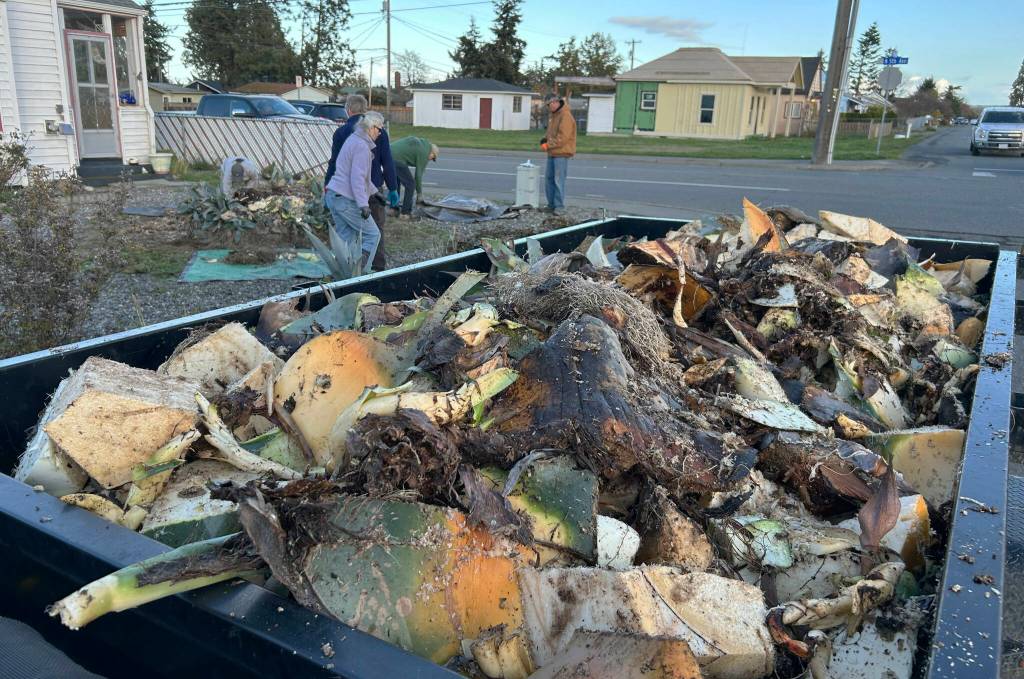 Sequim Gazette file photo by Matthew Nash/ Clallam County Master Gardeners fill a trailer with the massive agave plant that sat in Isobel Johnstons yard for 20-plus years.