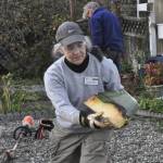 Sequim Gazette file photo by Matthew Nash/ Clallam County Master Gardener Nancy Kohn moves one of the many pieces of the agave plant on Nov. 15.