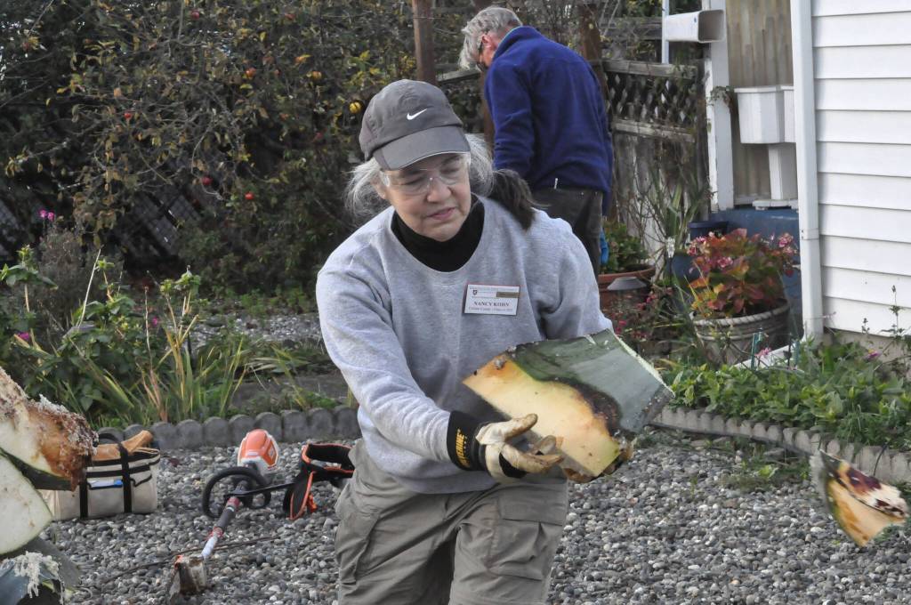 Sequim Gazette file photo by Matthew Nash/ Clallam County Master Gardener Nancy Kohn moves one of the many pieces of the agave plant on Nov. 15.