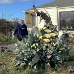 Sequim Gazette file photo by Matthew Nash/ At one point, Isobel Johnstons agave plant grew to 22 feet tall, but fell in January 2024. Clallam County Master Gardeners agreed to remove it, while leaving several baby plants, and taking many others to sell at their annual plant sale.