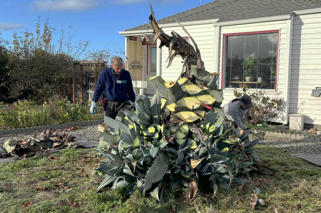 Sequim Gazette file photo by Matthew Nash/ At one point, Isobel Johnstons agave plant grew to 22 feet tall, but fell in January 2024. Clallam County Master Gardeners agreed to remove it, while leaving several baby plants, and taking many others to sell at their annual plant sale.