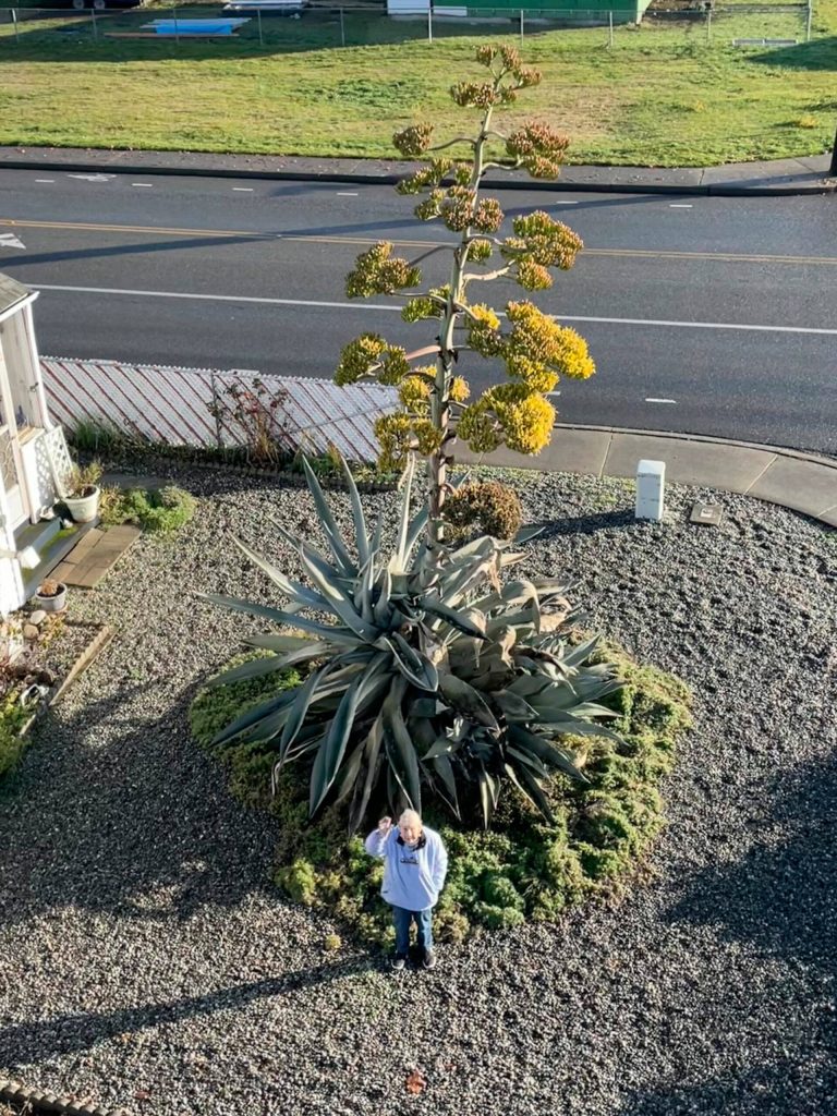 Sequim Gazette file photo by Matthew Nash/ Isobel Johnston, now 96, waited 28 years for her agave plant to bloom. A stalk sprang up in the summer of 2023 and grew up to 22 feet by the winter before falling over during a storm earlier this year.