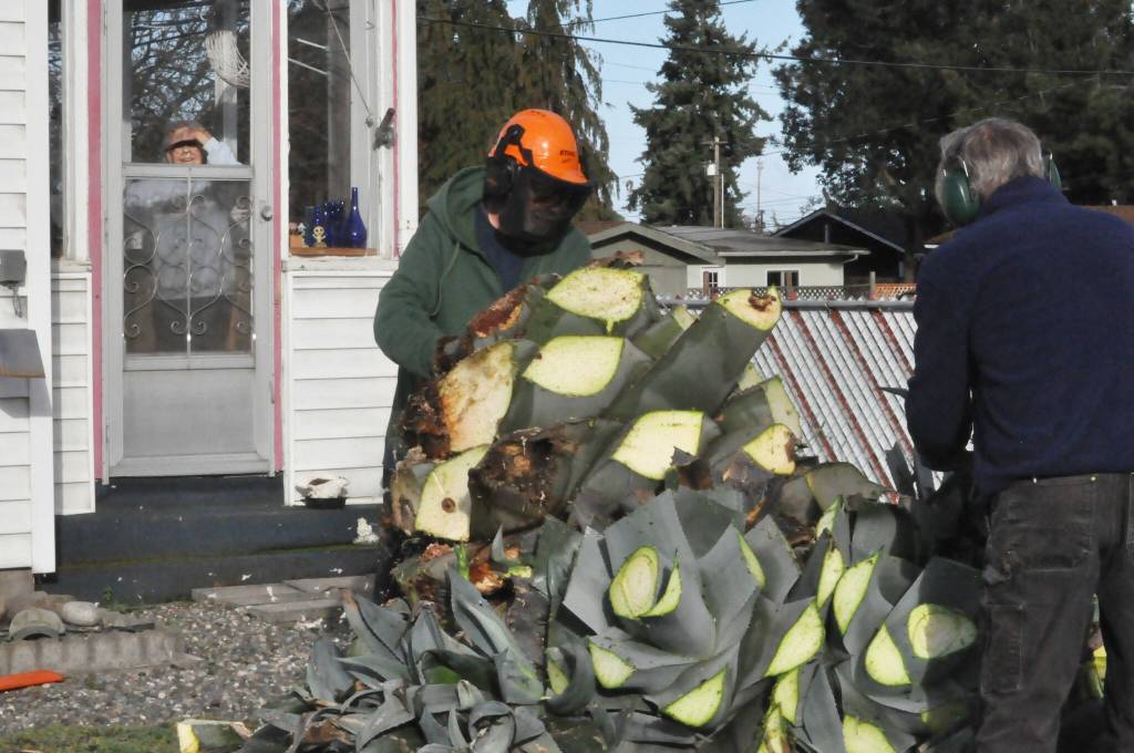 Sequim Gazette file photo by Matthew Nash
Isobel Johnston watches as Master Gardeners Keith Dekker and Gordon Clark take out the agave plant on Nov. 15 that had sprouted and fallen many months prior.